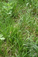 Carex hirta