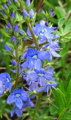 Veronica satureiifolia