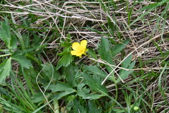 Ranunculus repens