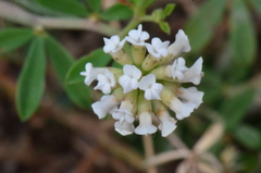 Dorycnium