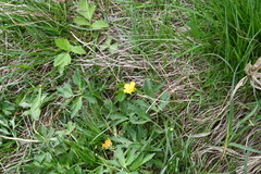 Ranunculus repens
