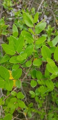 Phillyrea latifolia