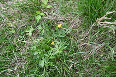 Ranunculus repens