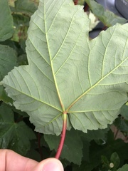 Acer pseudoplatanus
