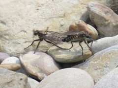 Lasiopogon