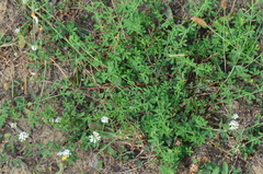 Dorycnium