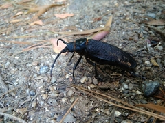 Acanthinodera cumingii