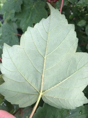 Acer pseudoplatanus