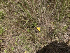 Utricularia subulata