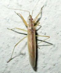 Nabis capsiformis