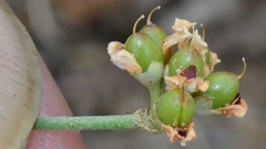 Dorycnium