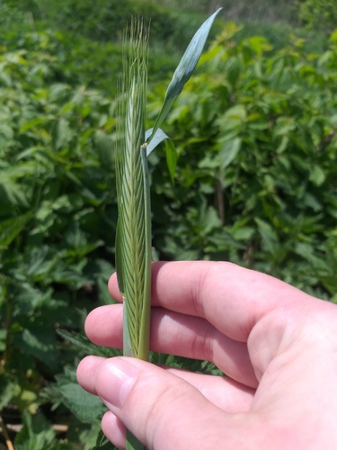 cereal rye (Secale cereale)