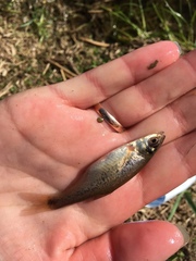 Rhynchocypris percnurus