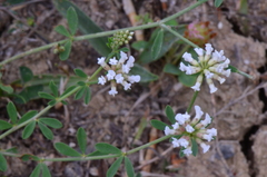 Dorycnium