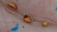 Dorycnium
