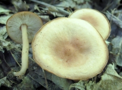 Gymnopus earleae