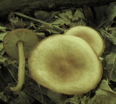 Gymnopus earleae