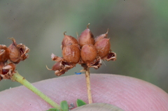 Dorycnium