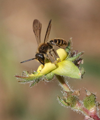 Euandrena