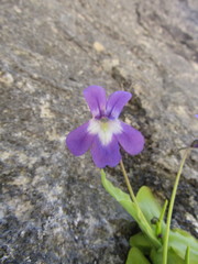 Pinguicula longifolia