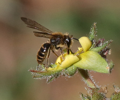 Euandrena