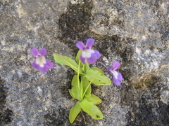 Pinguicula longifolia