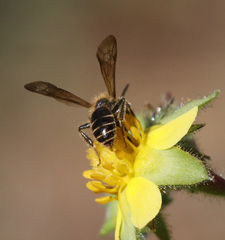 Euandrena