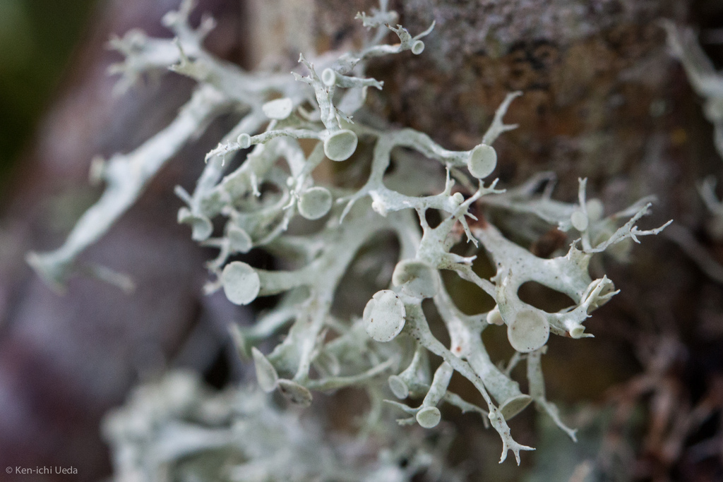 Ramalina glaucescens