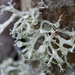 Ramalina glaucescens - Photo (c) Ken-ichi Ueda, some rights reserved (CC BY), uploaded by Ken-ichi Ueda