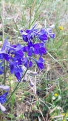 Delphinium pentagynum