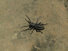 Dorcadion fuliginator