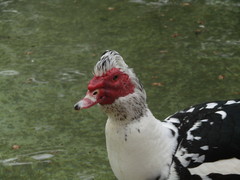 Cairina moschata domestica
