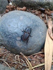 Erichius vittatus vittatus