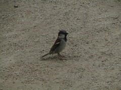 Passer domesticus