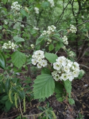 Magnoliopsida