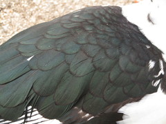 Cairina moschata domestica