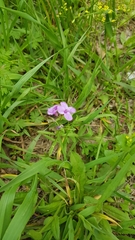 Cardamine trifida