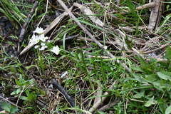 Cardamine dentata