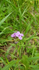 Cardamine trifida