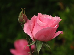 Rosa