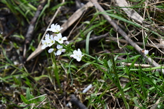 Cardamine dentata