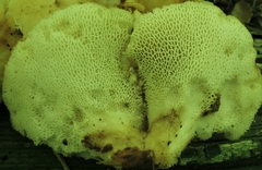 Bresadolia craterellus image