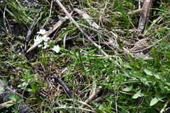 Cardamine dentata