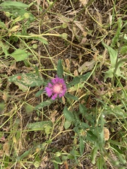 Centaurea pullata