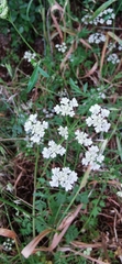 Torilis arvensis neglecta