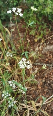 Torilis arvensis neglecta