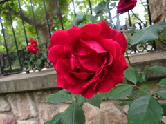 Rosa