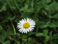 Bellis perennis