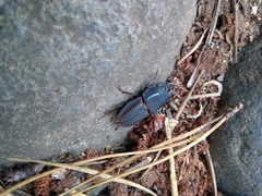 Erichius vittatus vittatus