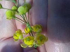 Berberis vulgaris